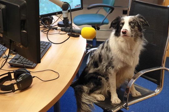 Seznamte se se čtyřnohou rekordmankou