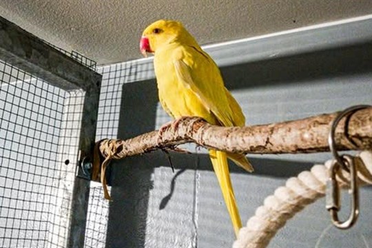 Opeřený uprchlík naštěstí daleko neuletěl!