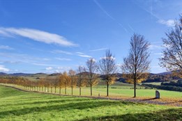 Nejoblíbenější alejí v Plzeňském kraji jsou “Tanaberské lípy”....