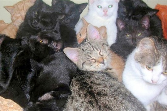 Útulek pro kočky v Sušici se dočká nových prostor, kraj podpoří výstavbu dotací