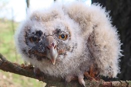 Záchranná stanice živočichů Plzeň měla minulý týden napilno!