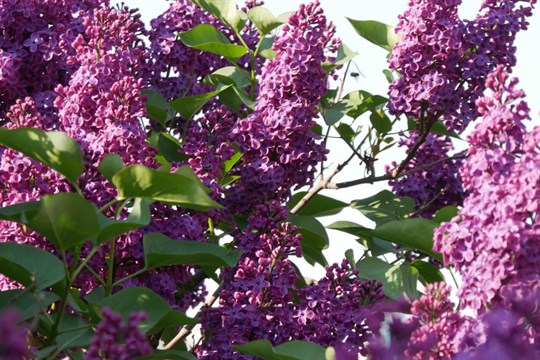 Kam se můžete vypravit v Plzni první májový týden?