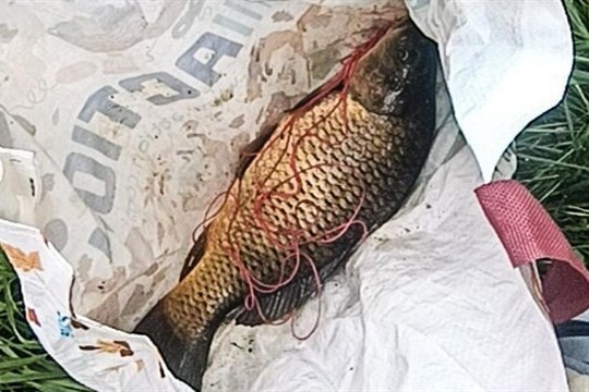 Já kapra neulovil, to jiný