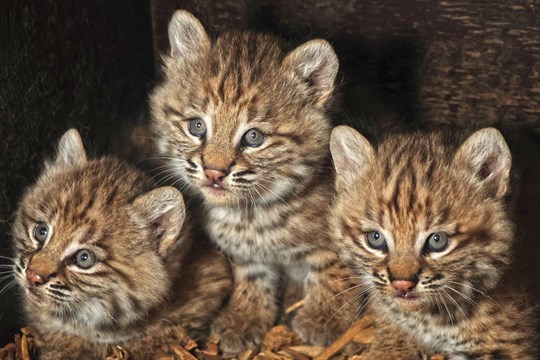 Mezinárodní den rysů slaví zoo novými přírůstky: Rysí trojčata přišla na svět přesně po dvou letech