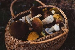 Houbařská sezóna startuje: V lesích se začínají objevovat první houby