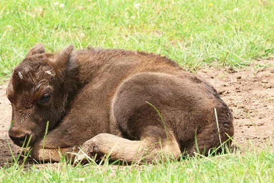 V plzeňské zoo se narodil zubr: Poprvé se podařilo odchovat druhou generaci přímo v Plzni