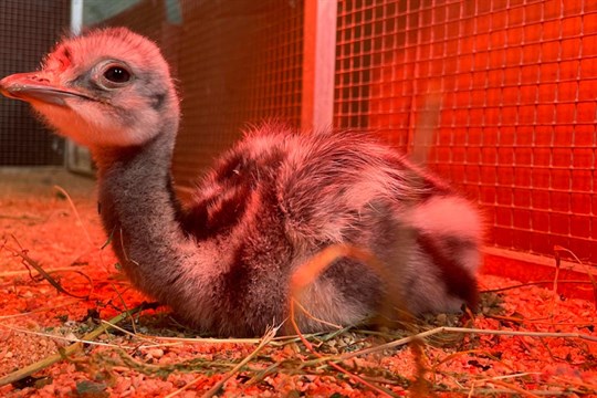 Plzeňská zoo se raduje: První mládě nandu Darwinova je na světě