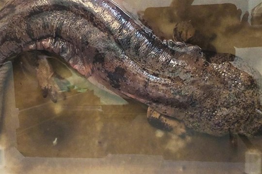 Vzácný nález v Plzni: strážníci se postarali o velemloka, ohrožený druh byl ponechán v péči odborníků.