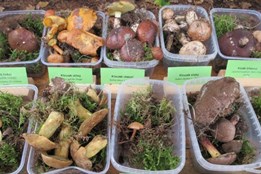 Výstava hub na Sofronce nabídne desítky druhů a rady od mykologa