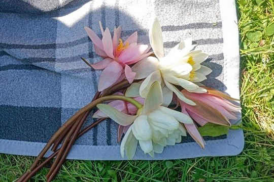 Romantické gesto se zamilovanému muži nevyplatilo