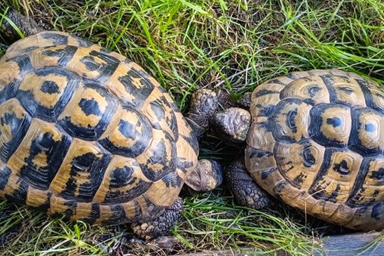 Želví expedice skončila v útulku