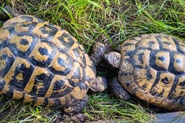 Želví expedice skončila v útulku