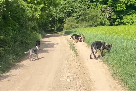 Neposlouchá vás váš chlupatý parťák? Přijďte na úvodní kurz poslušnosti
