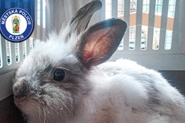 Ušatý útěkář měl štěstí v neštěstí