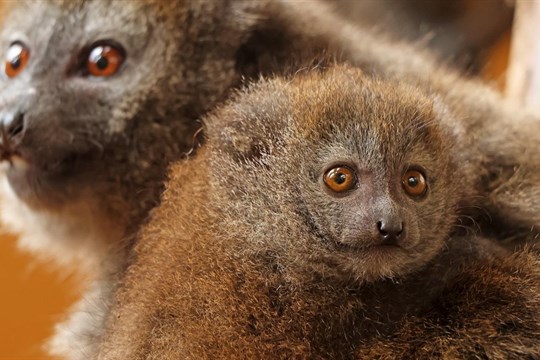 V zoo Plzeň se narodilo desáté mládě kriticky ohroženého rákosového lemura