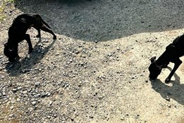 Trýznivé týrání. Své psy nechali majitelé vyhladovět téměř k smrti