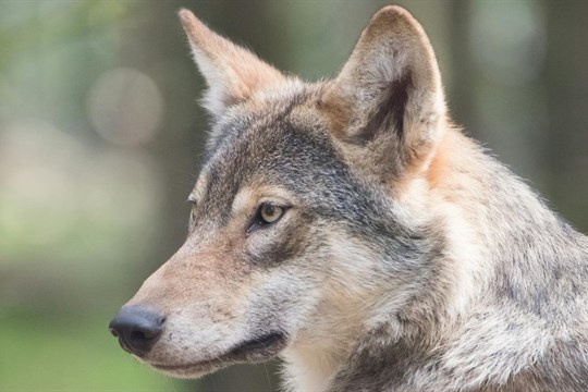 Vlčice s bílým pruhem na zádech zpět ve výběhu, jeden vlk je stále na svobodě