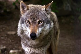 Ve výběhu v Srní stále chybí dva vlci. Jeden se vrací k...