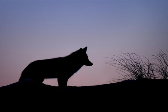 Šumavská vlčice po odchytu zemřela, poslední vlk je stále na svobodě