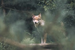Genetické testy potvrdily: uhynulá vlčice ze Šumavy pocházela z...