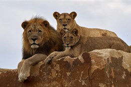 Zlínská zoo otevírá první záchranné centrum pro lvy v Česku. Pomůže...