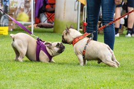 Borský park obsadí čtyřnozí parťáci. Na psí den dorazí i mistryně...