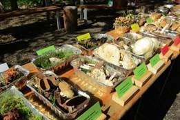 Sofronka zve na výstavu hub a mykologickou poradnu