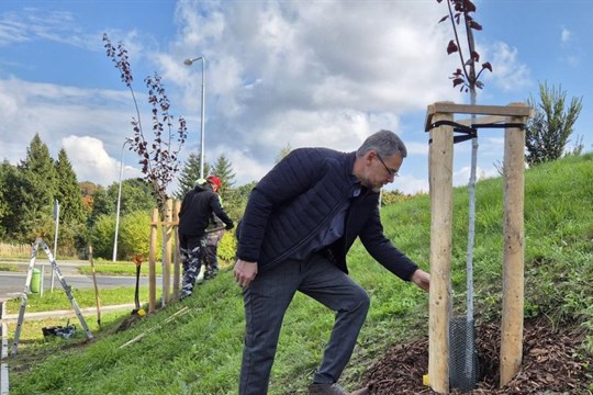 První plzeňský obvod rozkvete. Na jeho území přibyde tisíce květin a téměř stovka stromů