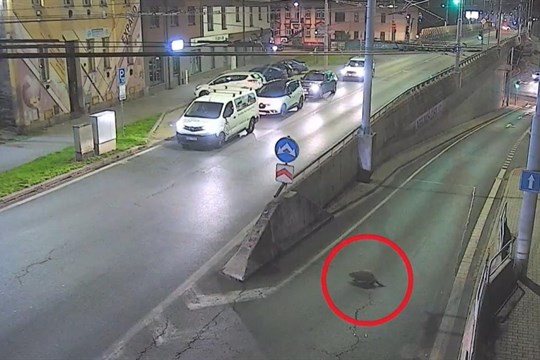 Neobvyklý turista musel svou prohlídku města předčasně ukončit