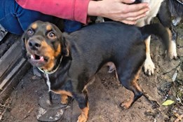 Veterináři s policisty odebrali problematické chovatelce z...