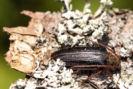 Na Šumavě se vyskytuje vzácný brouk trnoštítec horský