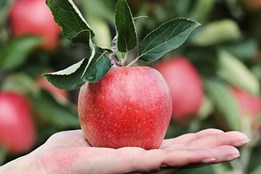 Plzeň chce zlepšit klima a vzhled města, rozdá lidem 700 ovocných...