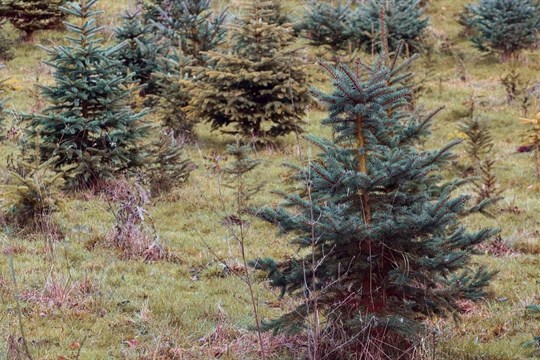 Lesy města Rokycan už prodávají vánoční stromky!