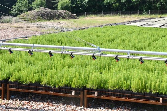 V lesní školce vypěstují díky mostové závlaze odolnější stromky pro plzeňské městské lesy