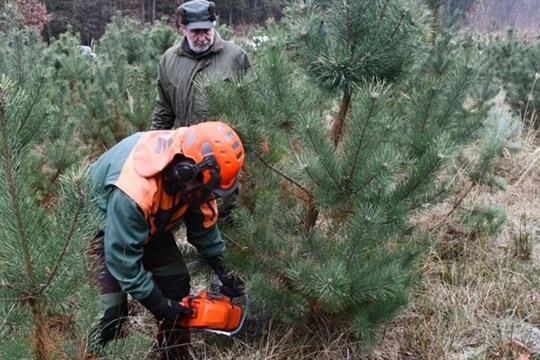Lidé si opět budou moci u Košináře koupit vánoční stromky a ryby
