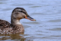Na Klatovsku se vyskytla ptačí chřipka, veterináři utratili desítky...