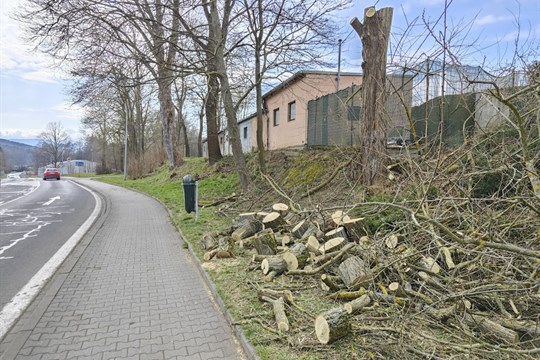 Město Domažlice mění svou tvář: Staré stromy nahrazují odolnější lípy i javory