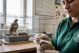 Netopýři, ježci i sokol. Záchranná stanice Rokycany pečovala o 59...