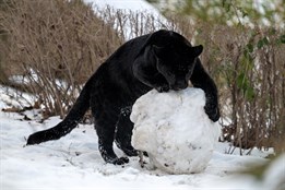 Sněhovou nadílku si řada zvířat ve zlínské zoo užívá. Teplomilní...