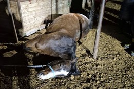 Kůň na Kroměřížsku uklouzl a zůstal zaklíněný pod krmelcem....