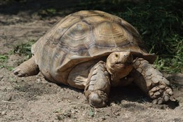 Plzeňská zoo postaví příští rok tropický skleník s pralesem a...